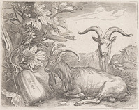 KG 02664
<br/>
Twee geiten
<br/>
<em>Bolswert, Boëtius (ca.1580-1633)</em>